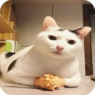 Sticker from Cat's