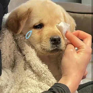 😭 emoji гав гав Telegram sticker 5 of 15