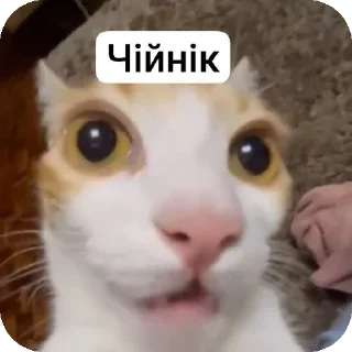 Sticker from Историк пикми(R.I.P историк...)