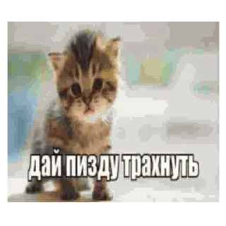 Sticker from чисто для няшек