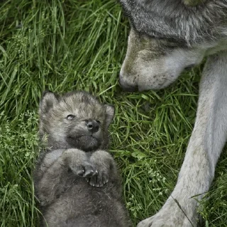🐺 emoji СТИКЕРЫ ТОЛЬКО ДЛЯ NOхFABLE Telegram sticker 24 of 46