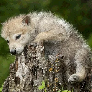 🐺 emoji СТИКЕРЫ ТОЛЬКО ДЛЯ NOхFABLE Telegram sticker 18 of 46