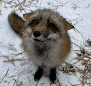🙂 emoji Лучьше стикеры - @lovesticers Telegram sticker 20 of 50