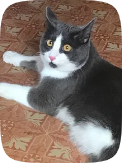 😳 emoji усик снюсик <3 Telegram sticker 12 of 76