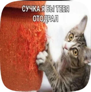🌟 emoji усик снюсик <3 Telegram sticker 24 of 76