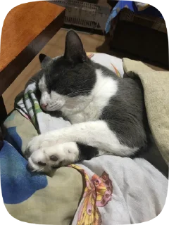 🥱 emoji усик снюсик <3 Telegram sticker 10 of 76