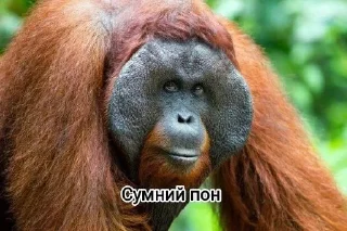 Sticker from Мавпы :Макасина