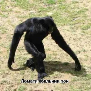 Sticker from Мавпы :Макасина