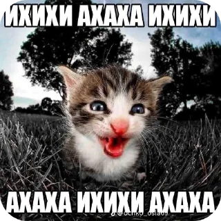 Sticker from У меня стояк