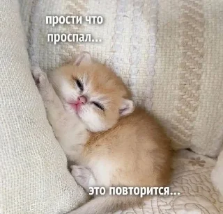 😔 emoji Мяу 🐈‍⬛ Telegram sticker 22 of 88