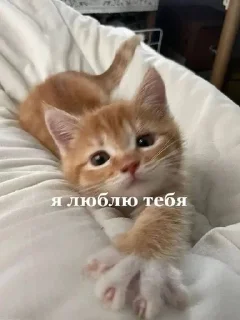 ❤️ emoji Мяу 🐈‍⬛ Telegram sticker 18 of 88