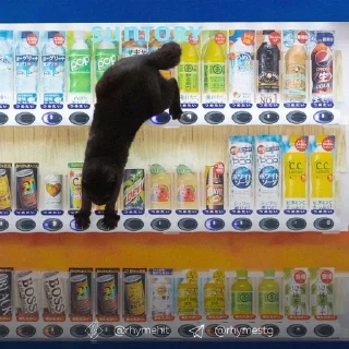 Sticker from Мяу 🐈‍⬛