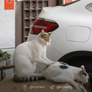 Sticker from Мяу 🐈‍⬛