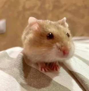 😳 emoji Мяу 🐈‍⬛ Telegram sticker 12 of 88
