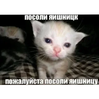 🐱 emoji Попкорн сасуагес Telegram sticker 23 of 115