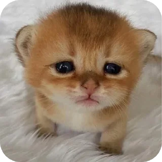🐱 emoji атлант Telegram sticker 8 of 34