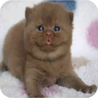 🐱 emoji атлант Telegram sticker 19 of 34