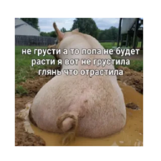 🙃 emoji Китики Telegram sticker 8 of 20