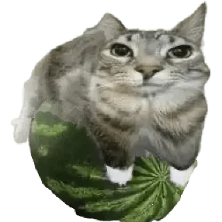 🙀 emoji Мемы Telegram sticker 8 of 96