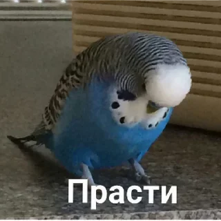 😎 emoji Милые-забавные стикеры ➡️ @Ctikerubot Telegram sticker 15 of 50
