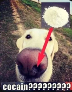 🫣 emoji Эпл вотч вижен про Telegram sticker 17 of 105
