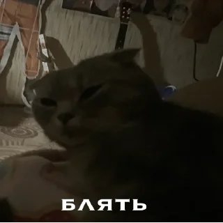 🥰 emoji генерал туся Telegram sticker 11 of 64