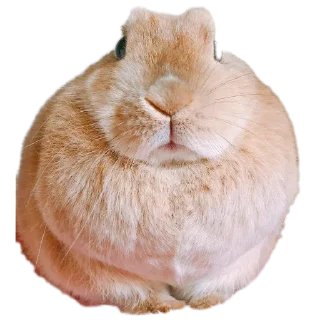 🐱 emoji Тг @nobobre Telegram sticker 24 of 60