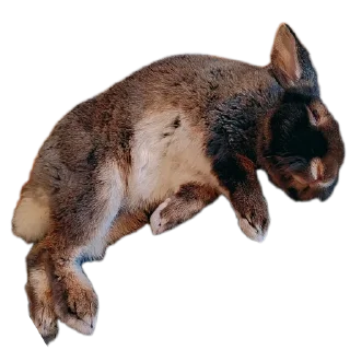 🐱 emoji Тг @nobobre Telegram sticker 11 of 60