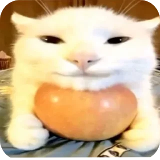 🐱 emoji Тг @nobobre Telegram sticker 10 of 60