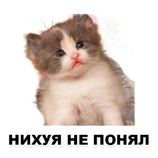 🤔 emoji Пикчи для общения с девочками Telegram sticker 17 of 21