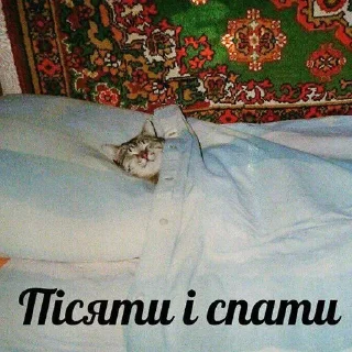 🌜 emoji СПОКОЙНОЙ НОЧИ, СУЧКИ Telegram sticker 12 of 18