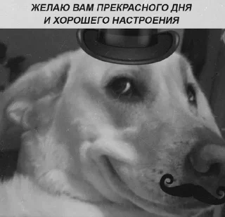 😊 emoji стикерпак для сударей Telegram sticker 4 of 79