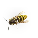 🐝 emoji Насекомые @NBstickeria Telegram sticker 6 of 30