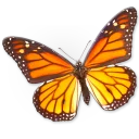 🦋 emoji Насекомые @NBstickeria Telegram sticker 7 of 30