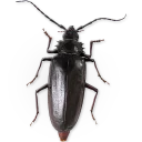 🐞 emoji Насекомые @NBstickeria Telegram sticker 15 of 30