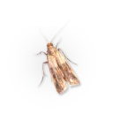 🦋 emoji Насекомые @NBstickeria Telegram sticker 9 of 30