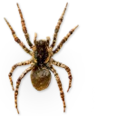 🕷 emoji Насекомые @NBstickeria Telegram sticker 14 of 30