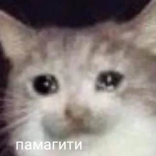 😭 emoji ЖиЗнЕнНо Telegram sticker 1 of 8