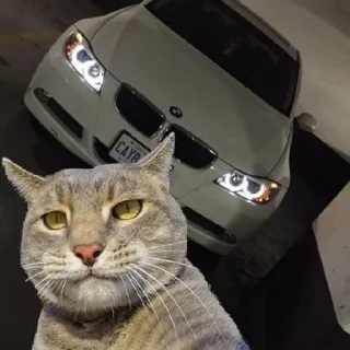 Sticker from Котик