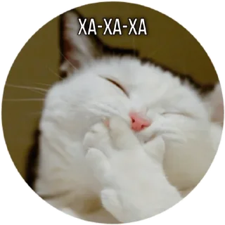 😂 emoji Котик Telegram sticker 17 of 30