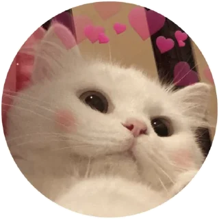 🥰 emoji Котик Telegram sticker 23 of 30