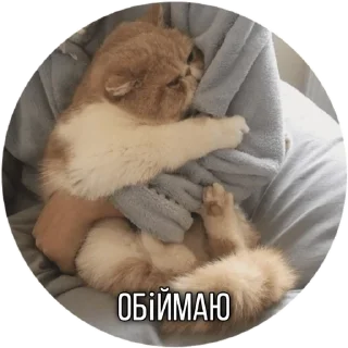 🤗 emoji Котик Telegram sticker 24 of 30