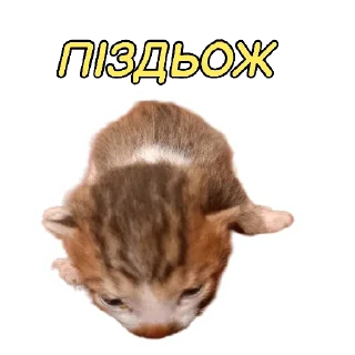 🤩 emoji Мій канал Telegram sticker 21 of 28