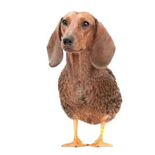 🐶 emoji Goida Telegram sticker 13 of 40