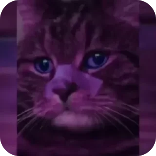 🐱 emoji Сихма Telegram sticker 10 of 29