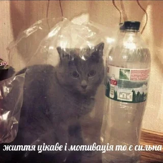 🇺🇦 emoji садок вишневий коло хати Telegram sticker 24 of 120