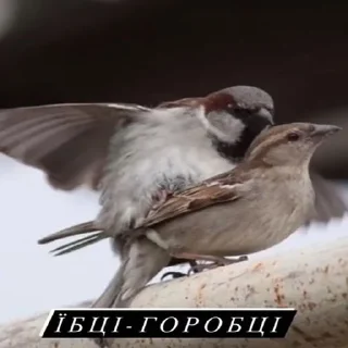 🇺🇦 emoji садок вишневий коло хати 3 Telegram sticker 20 of 115