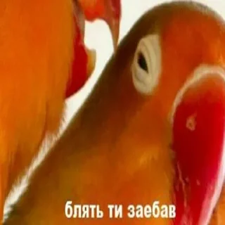 🇺🇦 emoji садок вишневий коло хати Telegram sticker 18 of 120