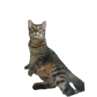 🐱 emoji лева Telegram sticker 13 of 15