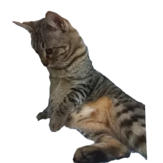 🐱 emoji лева Telegram sticker 12 of 15
